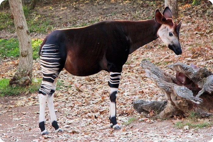 Okapi - Half-Zebra Half-Giraffe (14 pics)