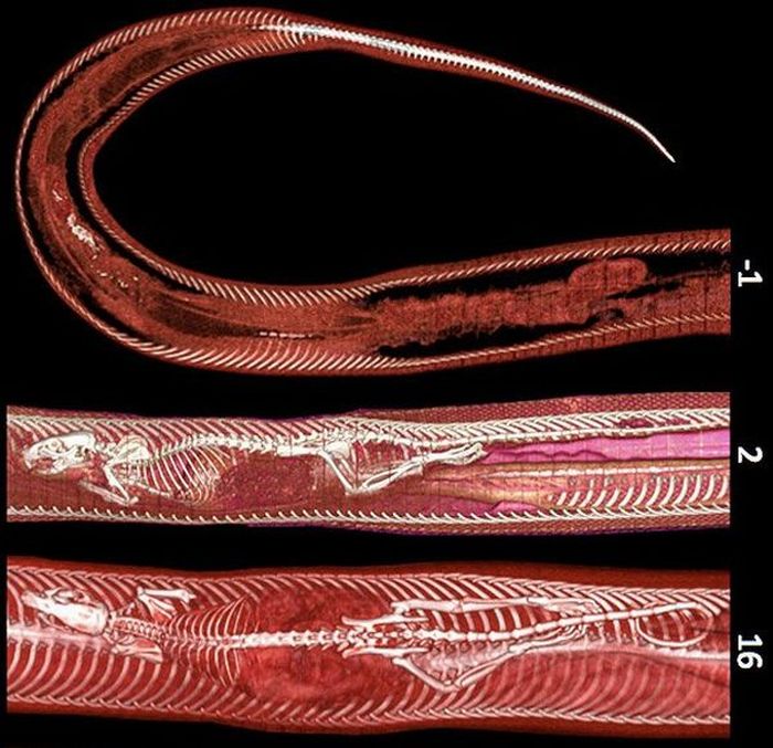 Rat Inside a Python (4 pics)
