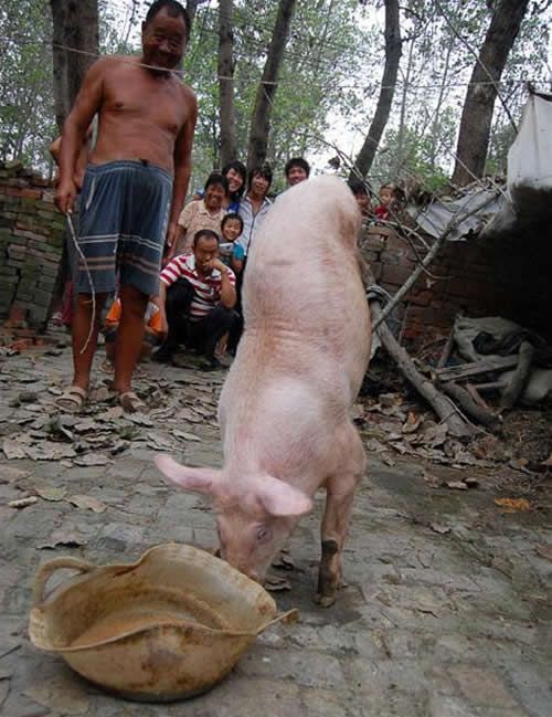 Two-Legged Pig Becomes Tourist Attraction (3 pics + video)
