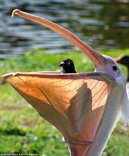 Pelican Swallows a Pigeon in London Park (4 pics)