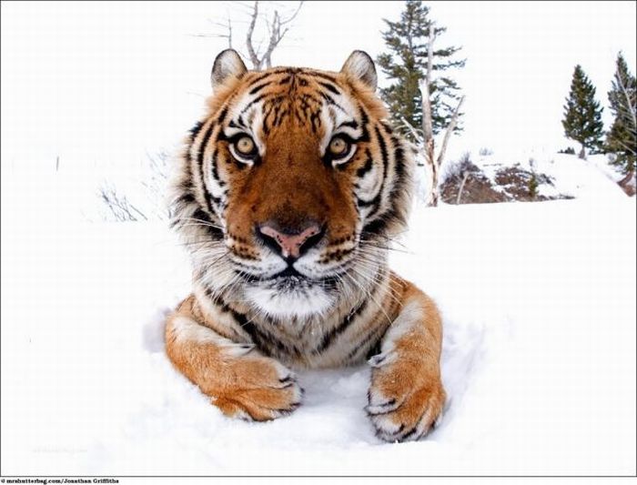 Wonderful Photos of the Wild Animals (39 pics)