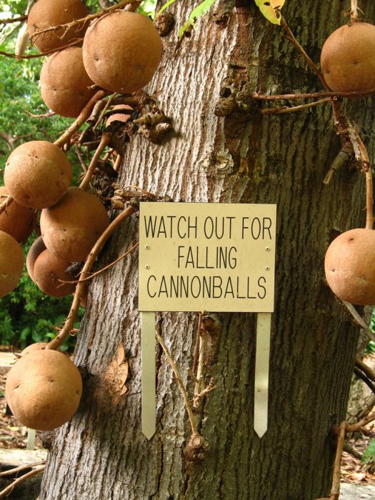 Cannonball Tree (11 pics)