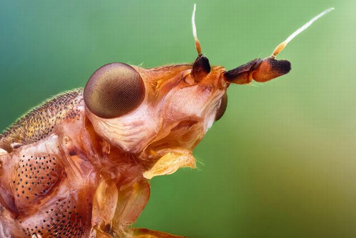 Macro Photos of Insects (16 pics)