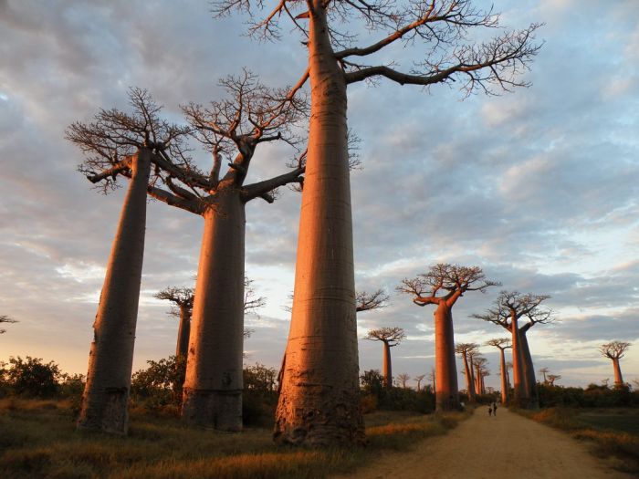 Baobab (16 pics)