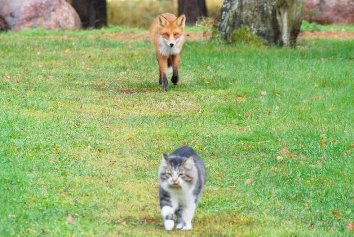Fox vs Cat (2 pics)