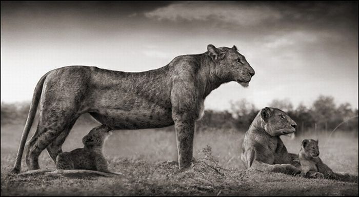 Wildlife Photography by Nick Brandt (15 pics)