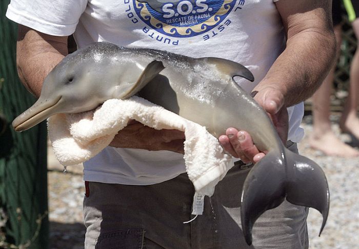 Ten-Day-Old Orphan Dolphin (7 pics)