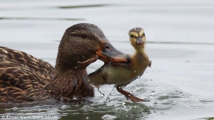 Duck Teaches Little Duckling a Lesson (4 pics)