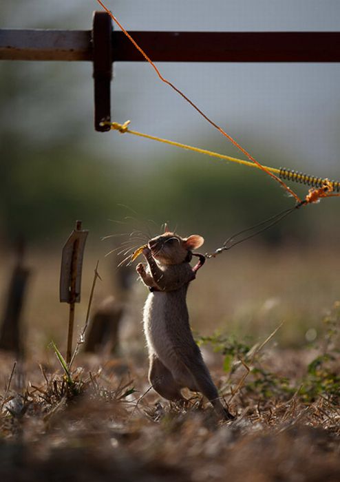 Sniffer Rats Detect Land Mines in Tanzania and Mozambique (13 pics)