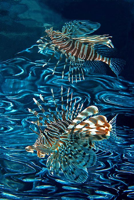 The Best of Underwater Photography 2010 (24 pics)