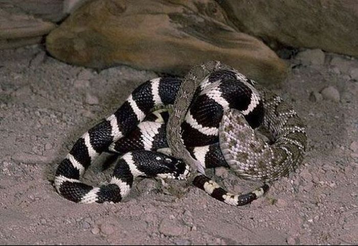 California Kingsnake vs a Rattlesnake (7 pics)