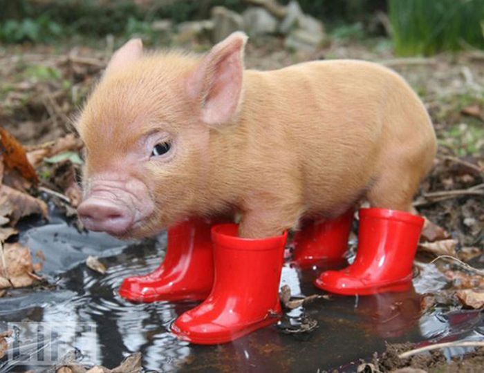 Cute Animals in Boots (21 pics)