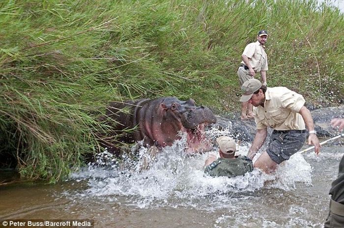 Hungry Hippo Almost Eats a Vet (3 pics)