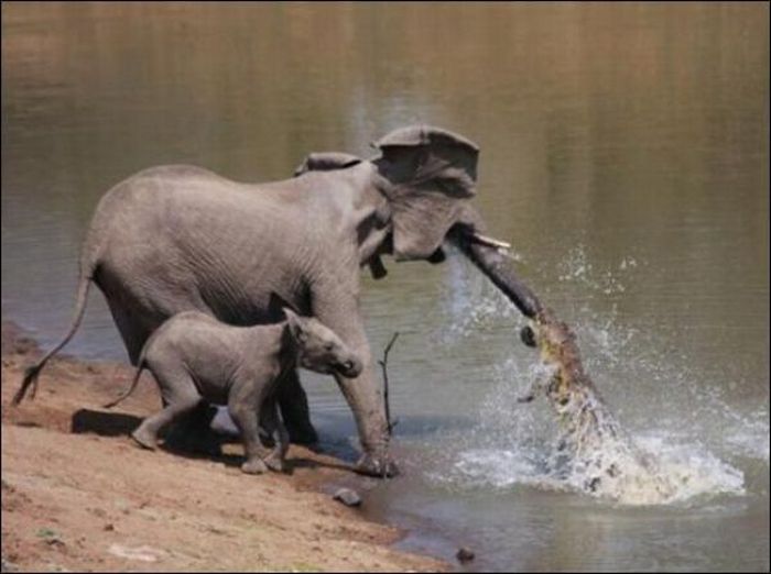 Elephant vs Crocodile Once Again (4 pics)