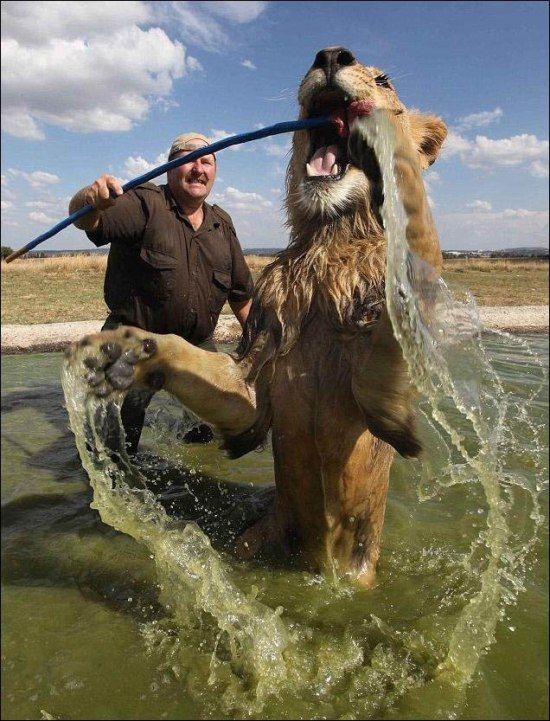 Washing a Lion (4 pics)