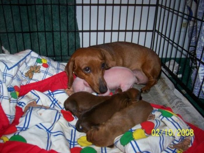 Dachshund Adopts a Little Pig (6 pics)