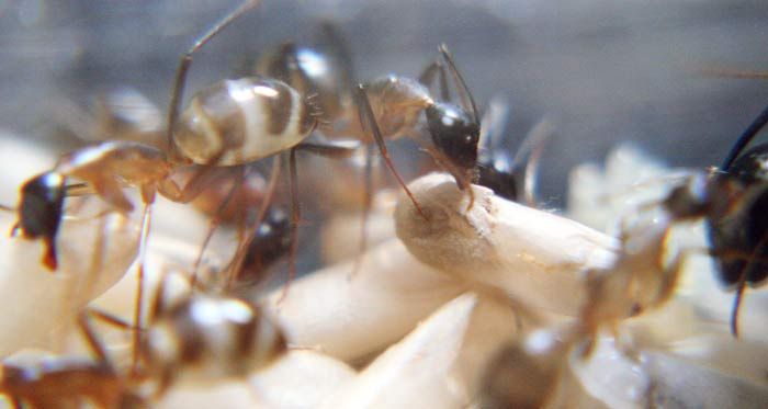 The Birth of an Ant (10 pics)