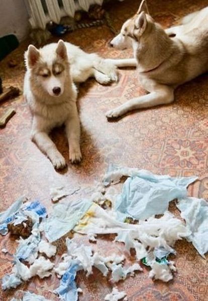 Troubles with Husky (140 pics)
