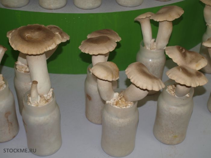 How To Grow Chinese Mushrooms (13 pics)