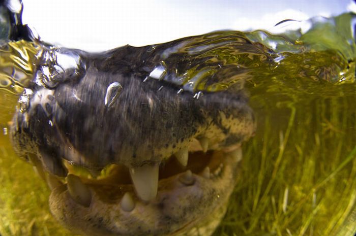 Close-up Underwater Snaps of an American Alligator (10 pics)
