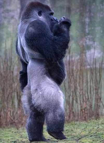 Ambam, Gorilla Who Walks Around on Two Legs (6 pics + video)