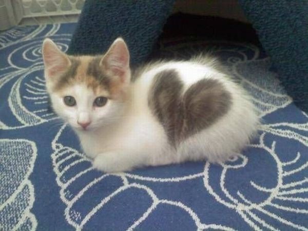 Cats with Fur Hearts (20 pics)