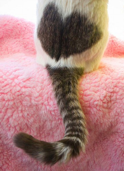 Cats with Fur Hearts (20 pics)