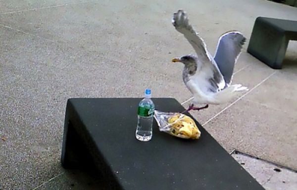 Funny Animals Stealing Food From People Compilation (Video 