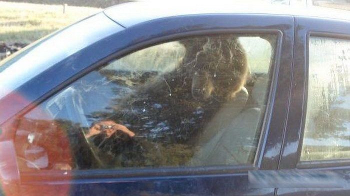 There is a Bear Inside My Car (3 pics)