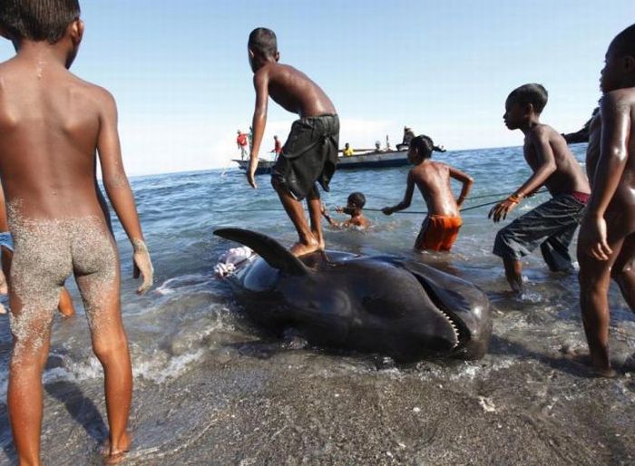 Whale  Hunting in Indonesia (23 pics)