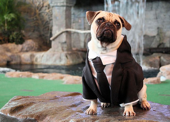 Tom Ford’s 22 Essentials by Pugs (23 pics)