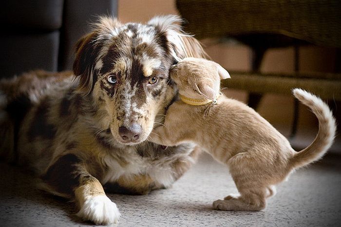 funny cats and dogs pics. Funny Cats and Dogs Whispering