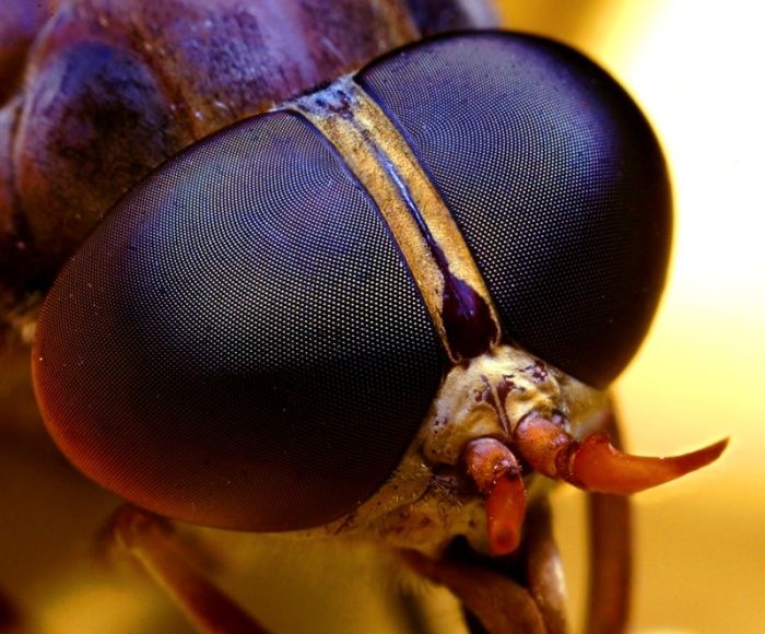 Amazing Photos of Insects (142 pics)
