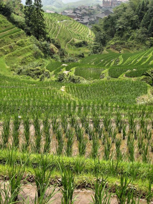 The Amazing Longsheng Rice Terraces (34 pics)
