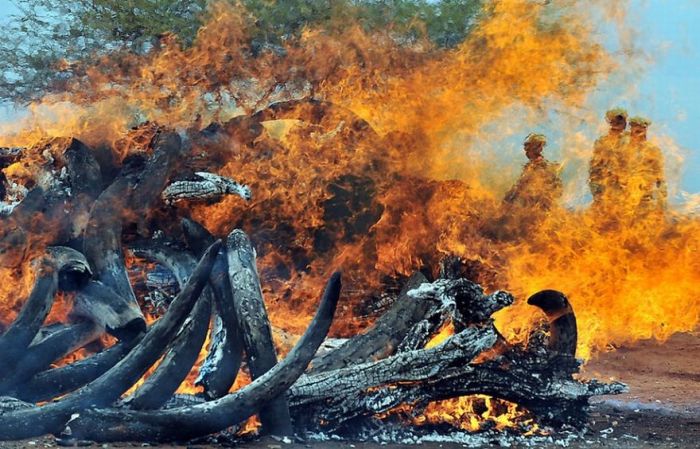 Ivory Burned in Kenya (9 pics)