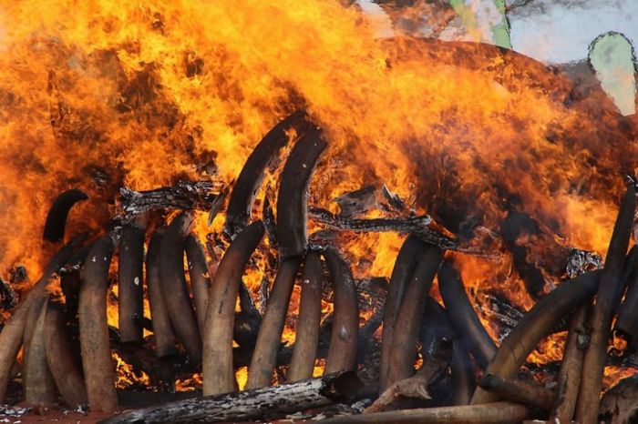 Ivory Burned in Kenya (9 pics)