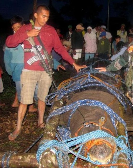 Huge Crocodile is caught in Philippines (7 pics + video)