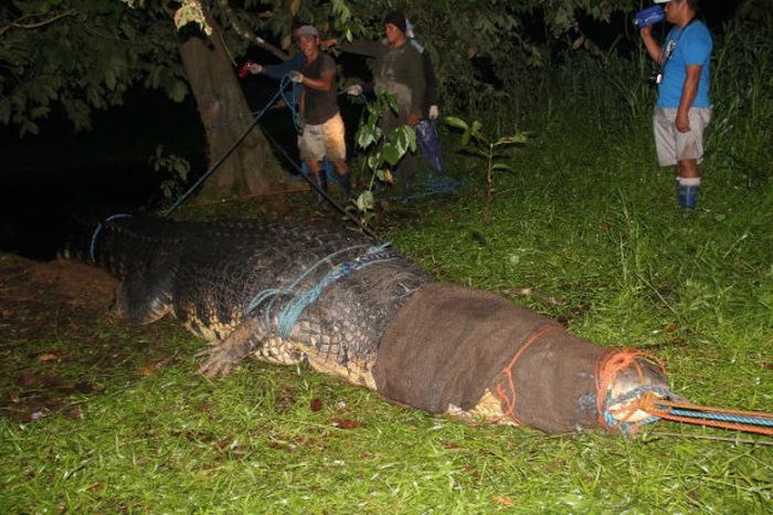Huge Crocodile is caught in Philippines (7 pics + video)