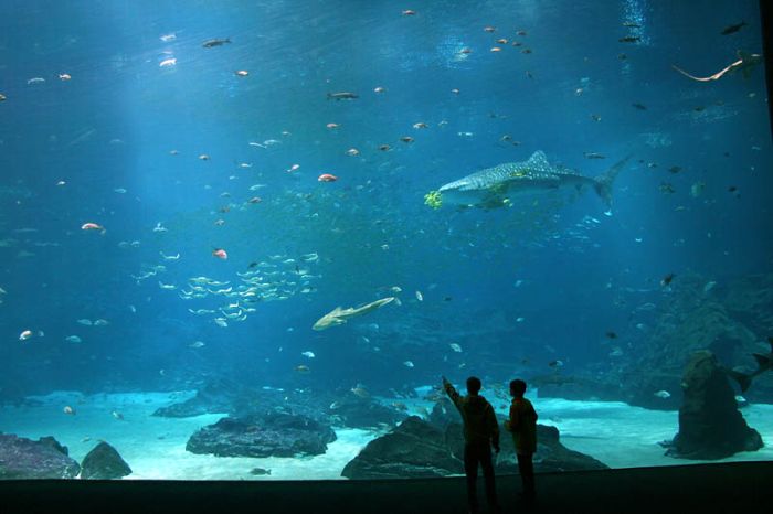 worlds_largest_aquarium_04.jpg