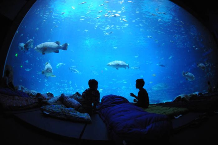 worlds_largest_aquarium_10.jpg