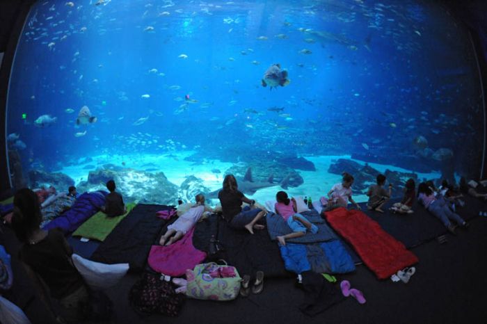 worlds_largest_aquarium_11.jpg