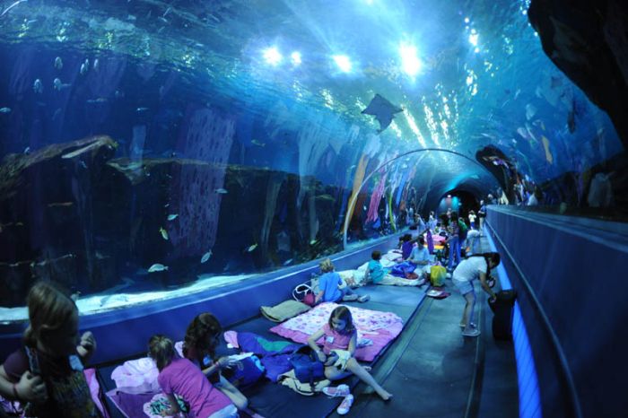 worlds_largest_aquarium_13.jpg