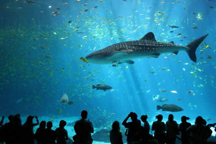 worlds_largest_aquarium_16.jpg
