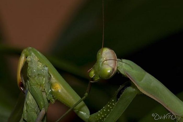 Female Praying Mantis Kills Her Partner (10 pics)