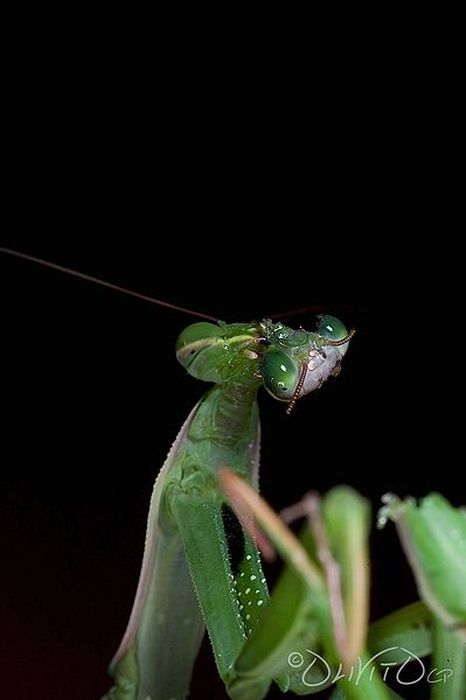 Female Praying Mantis Kills Her Partner (10 pics)