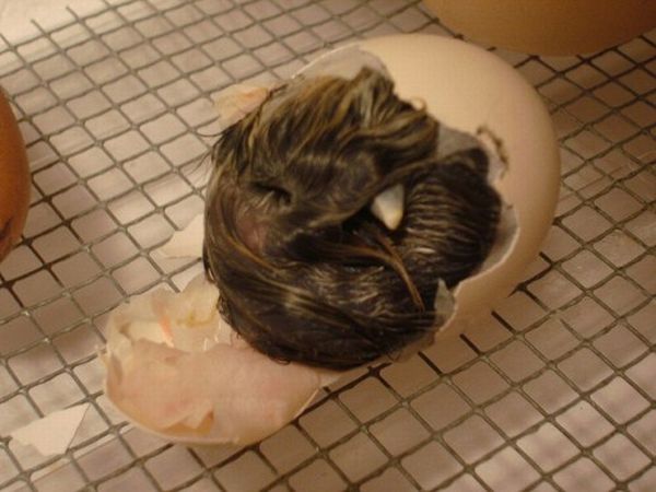 How an Egg Became a Chicken (7 pics)