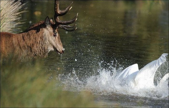 Deer vs Swan Fight (5 pics)