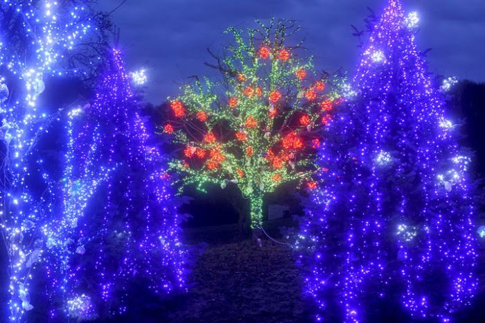 1.2 Million Christmas Lights (12 pics)