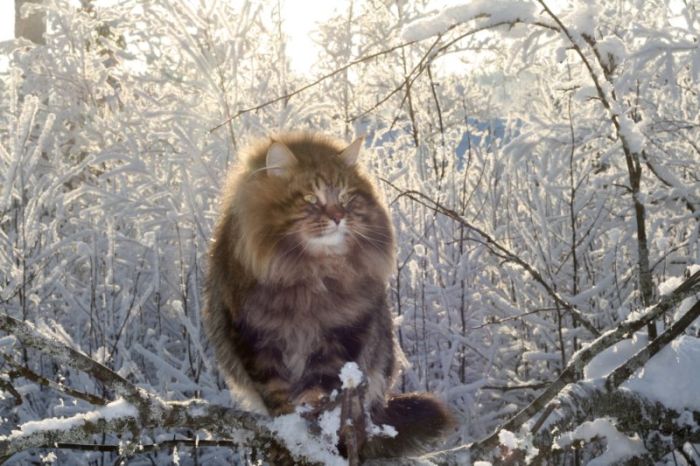 Siberian Cat Amur Ezra (15 pics)
