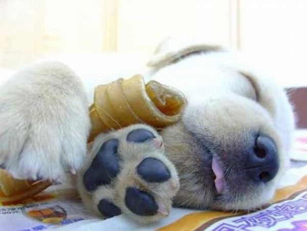 Passed Out Animals (20 pics)